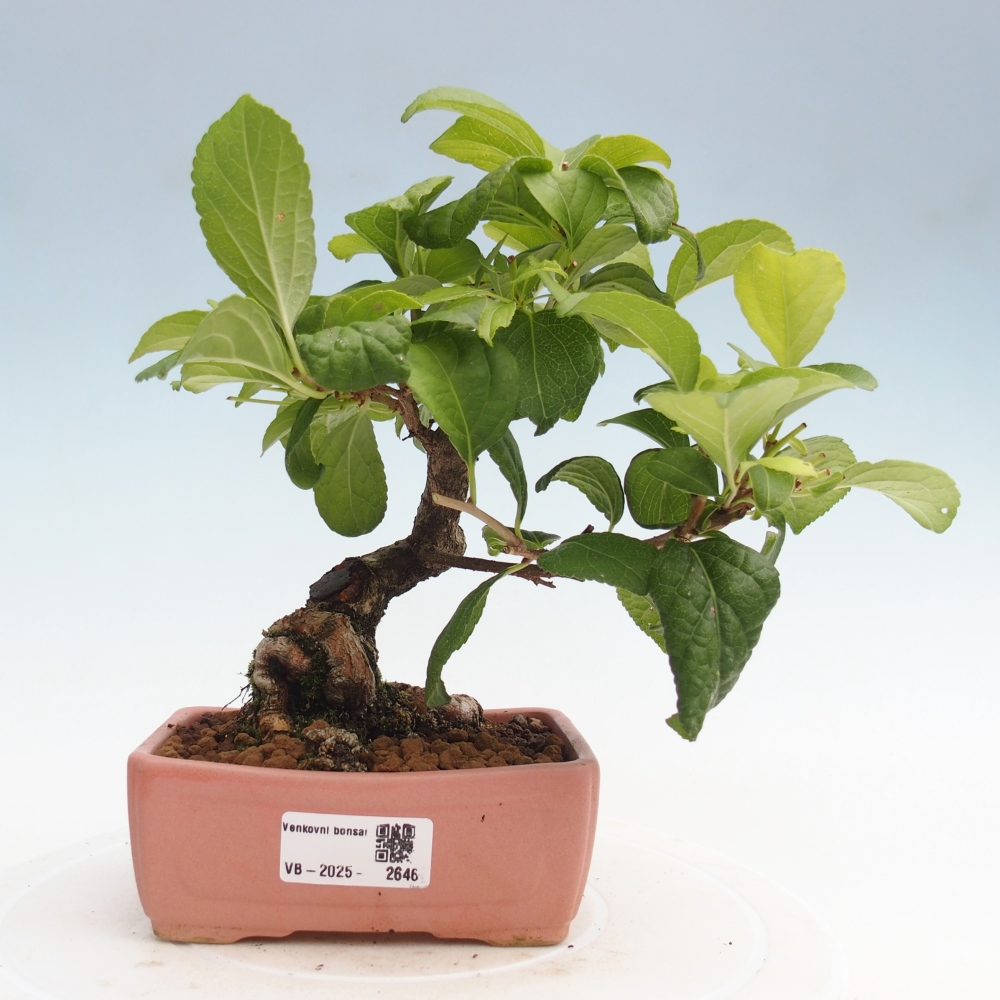 Bonsai für draußen - Celastrus orbiculatus