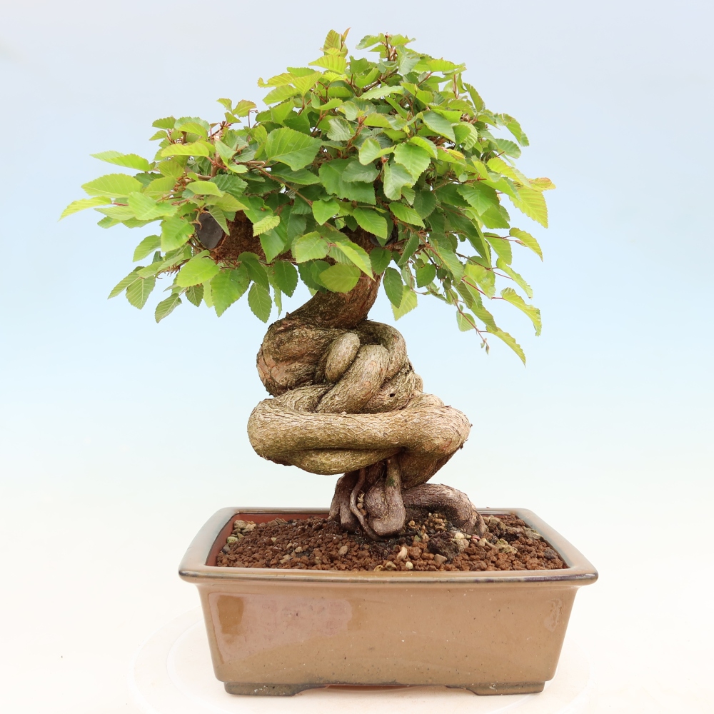 Bonsai für draußen - Karpinus Coreana - Koreanische Hainbuche