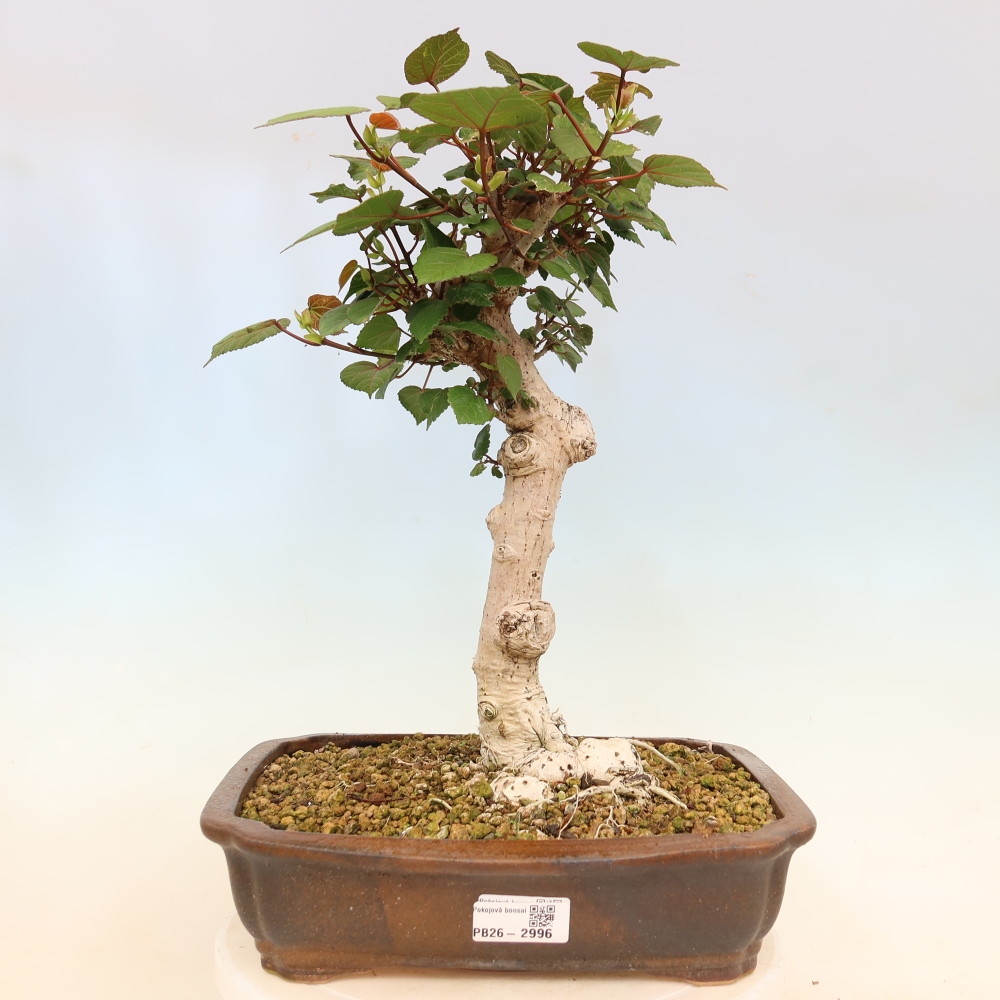 Zimmerbonsai - Hibiscus tiliaceus - Meeres-Hibiskus