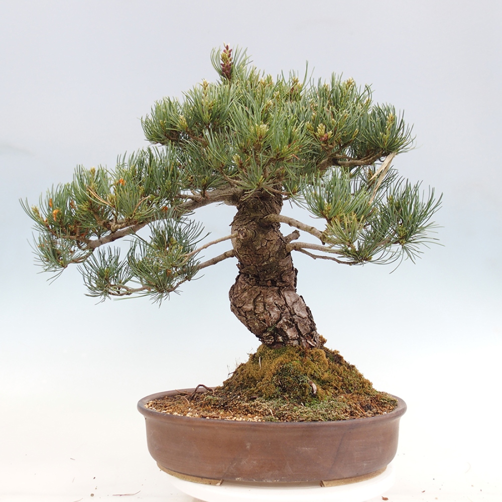 Bonsai für draußen - Pinus parviflora - Pinus parviflora