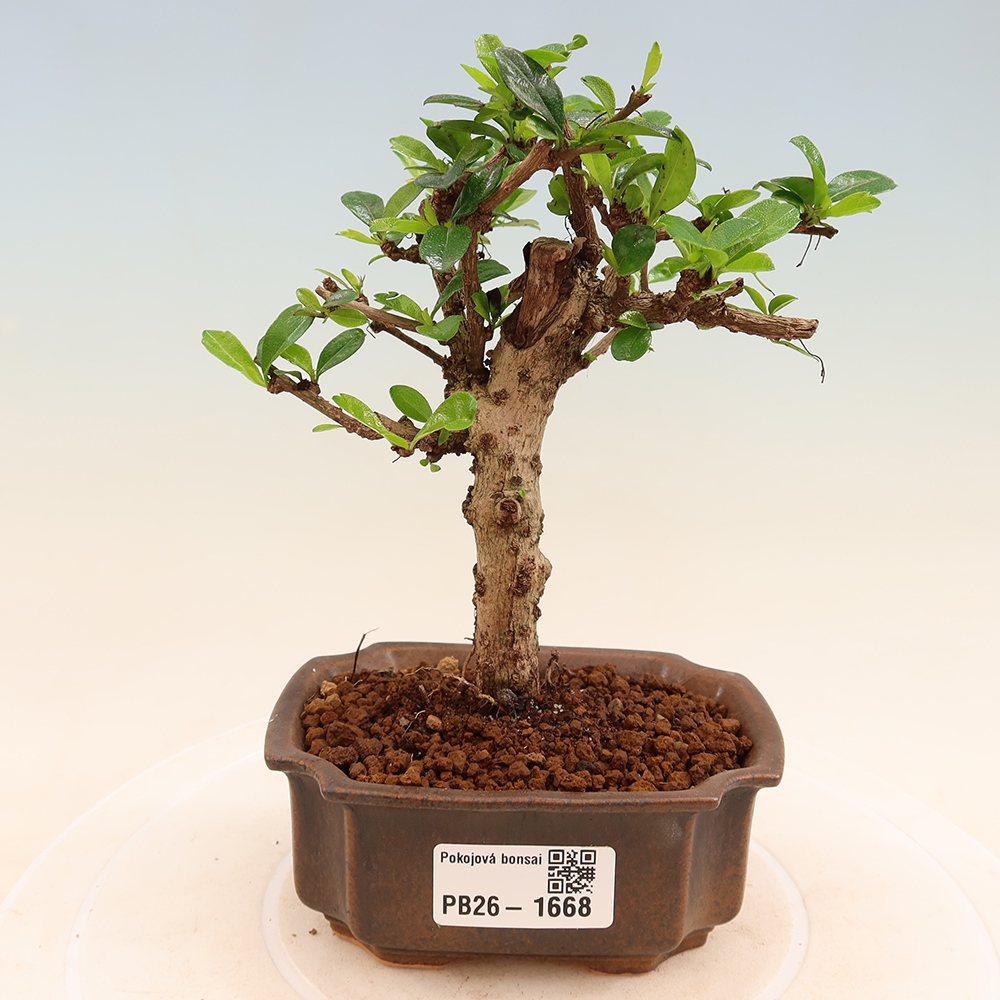 Zimmer-Bonsai - Carmona macrophylla - Tee-Fuki