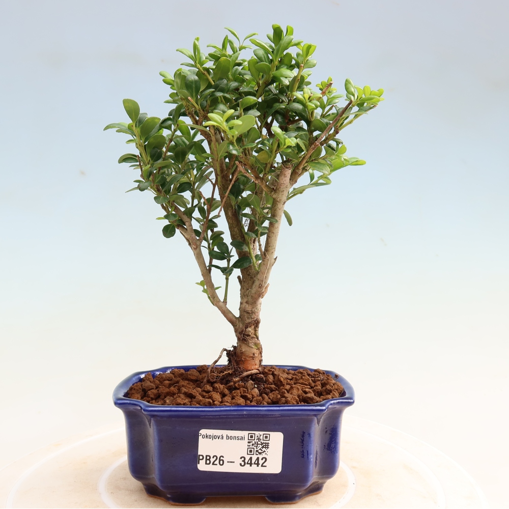 Zimmer Bonsai - Ilex crenata - Stechpalme