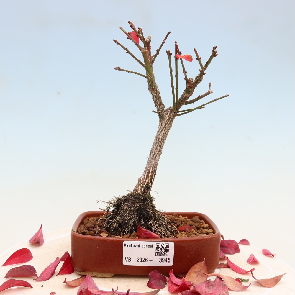 Bonsai für den Außenbereich – Euonymus alatus comactus – Flügel-Spindelstrauch