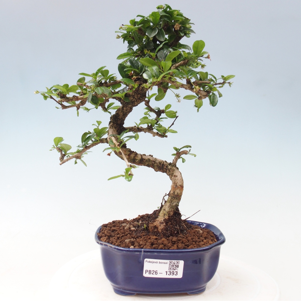 Zimmer-Bonsai - Carmona macrophylla - Tee-Fuki