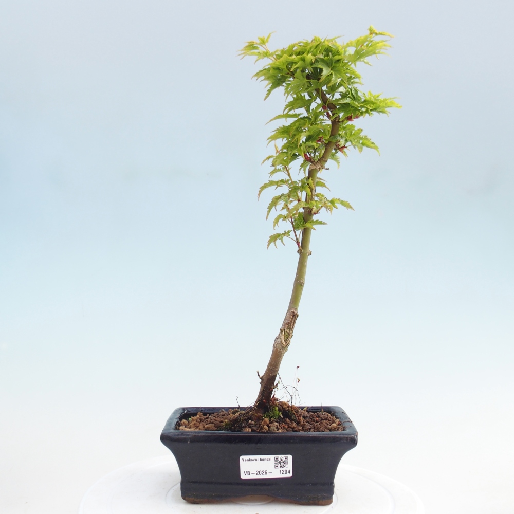 Bonsai für draußen -Javor-Palme Acer palmatum Shishigashira