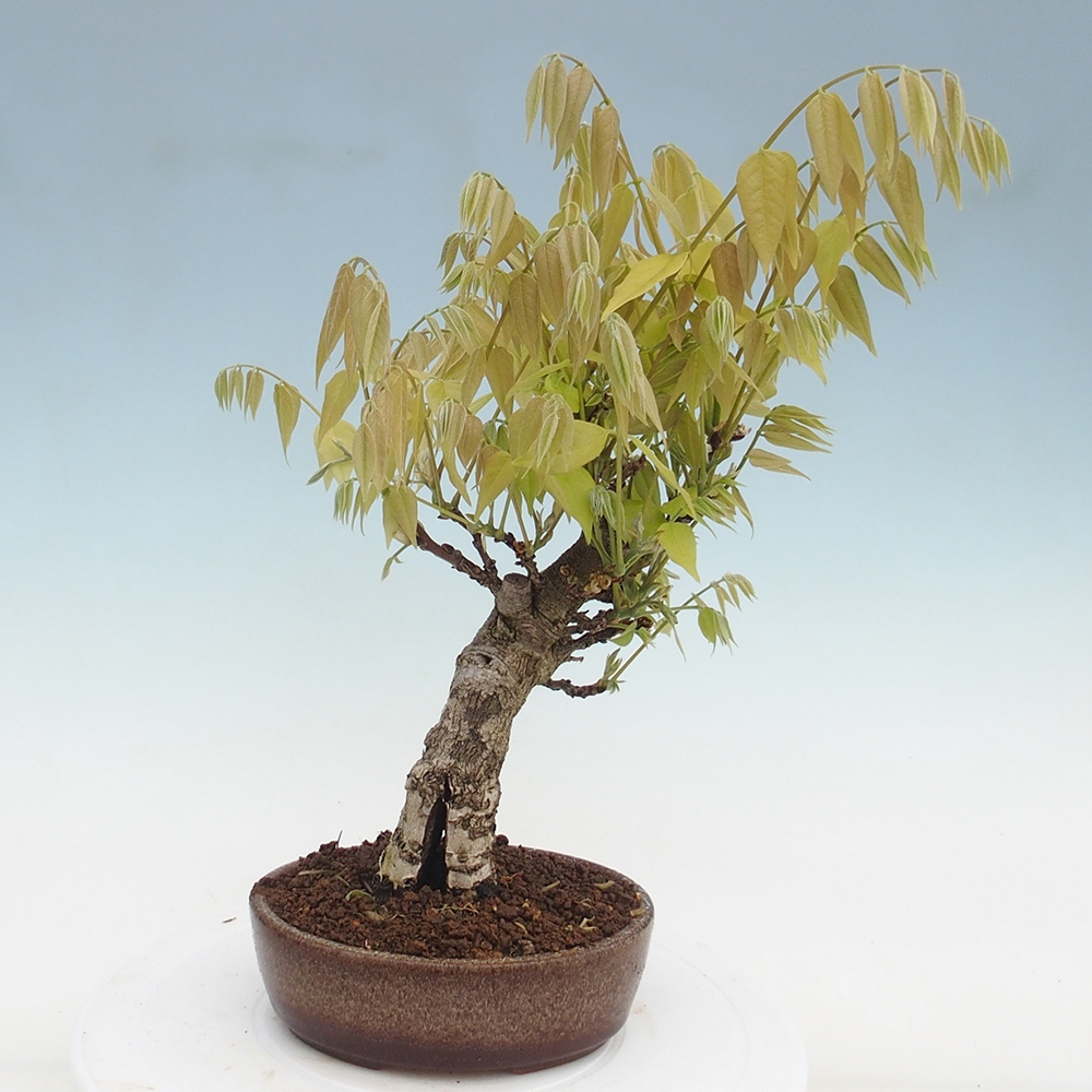 Bonsai für draußen - Wisteria floribunda