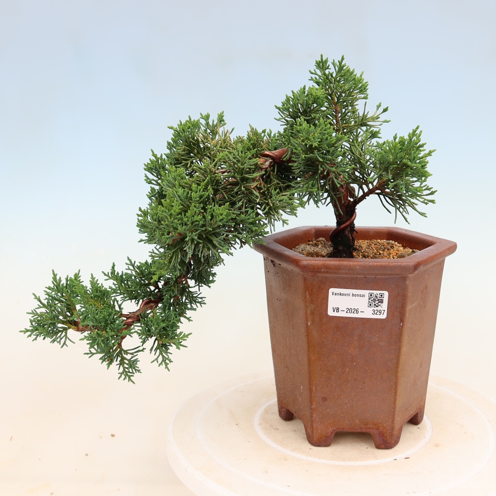 Bonsai für draußen - Juniperus chinensis Kishu