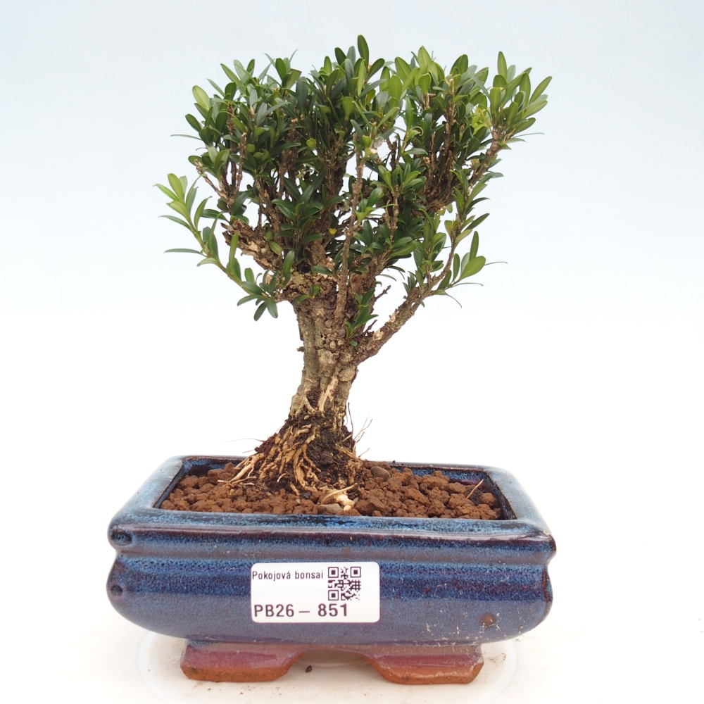 Zimmer Bonsai - Buxus harlandii - Korkbuxus