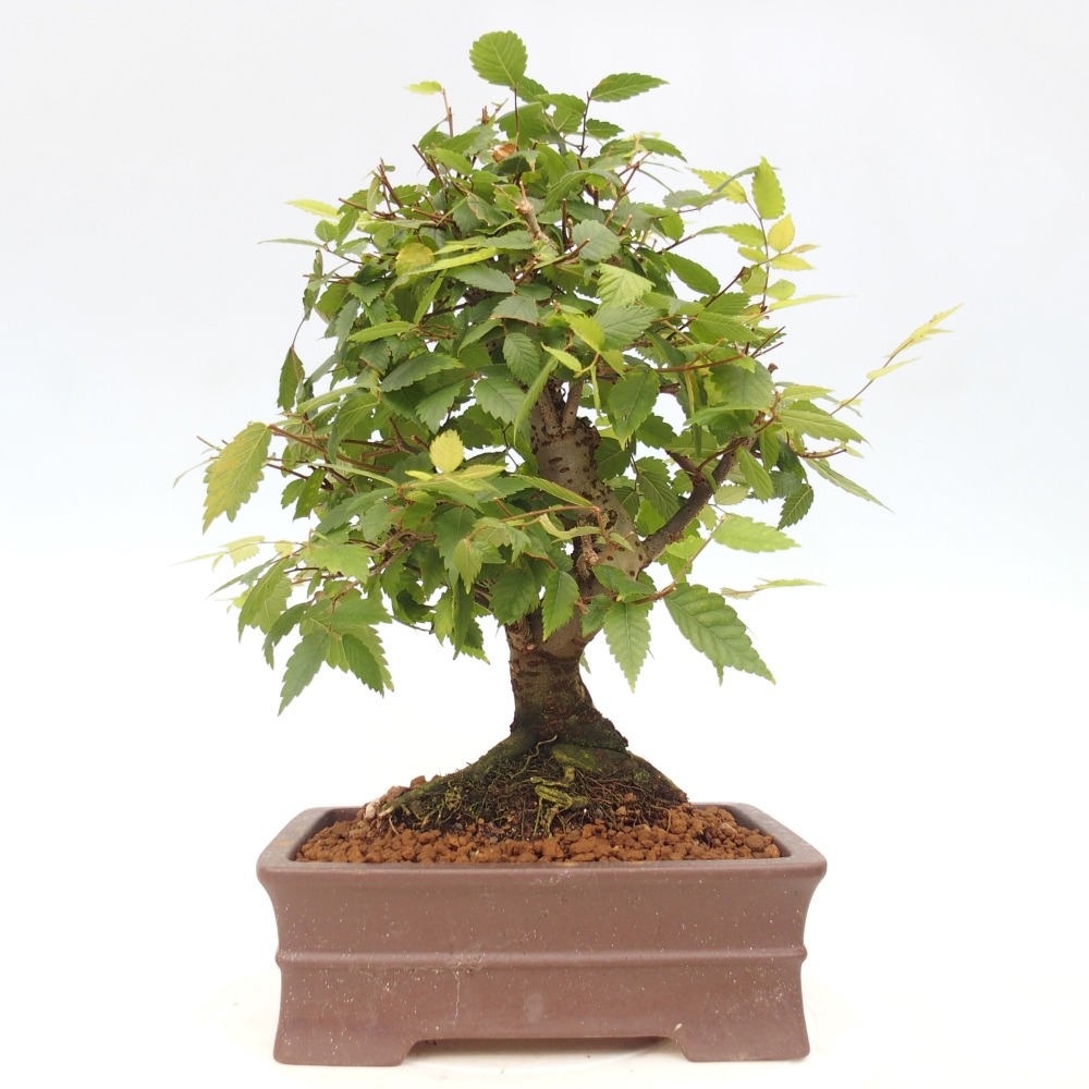 Bonsai für draußen - Zelkova - Zelkova NIRE