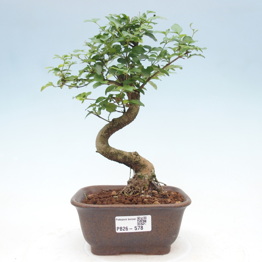Zimmer Bonsai -Ligustrum chinensis - Vogelschnabel