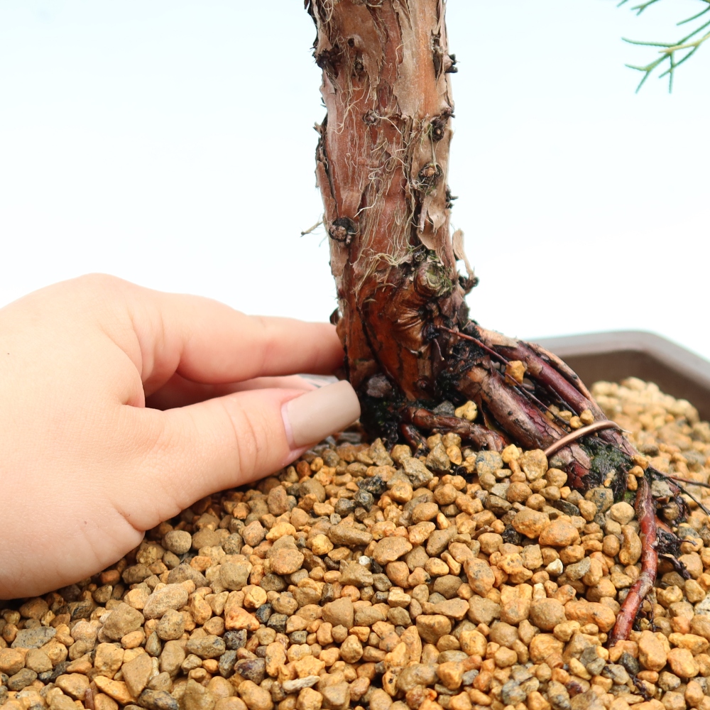 Bonsai für draußen - Juniperus chinensis Kishu