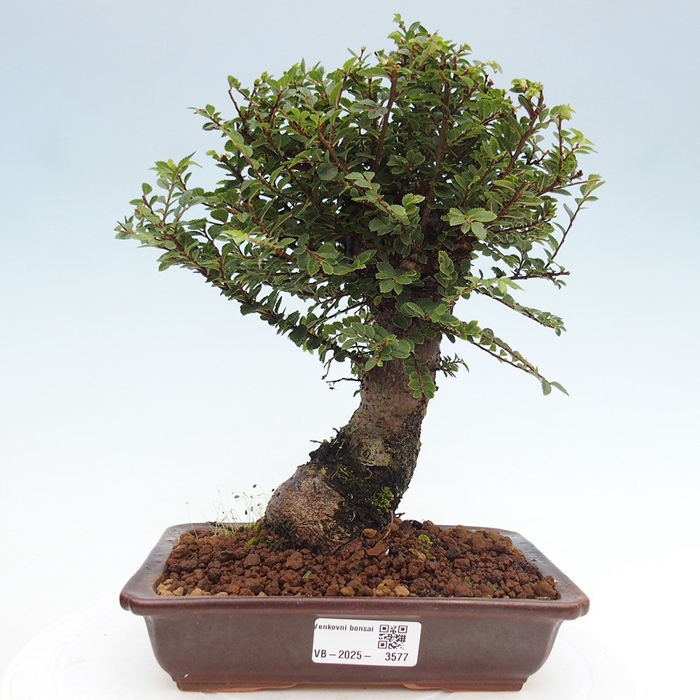 Bonsai für draußen - Ulmus parvifolia Hokkaido - Chinesische Ulme