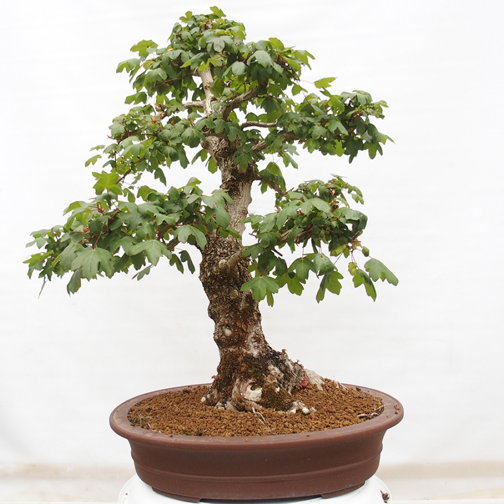 Bonsai für draußen -Javor babyka - Acer campestre
