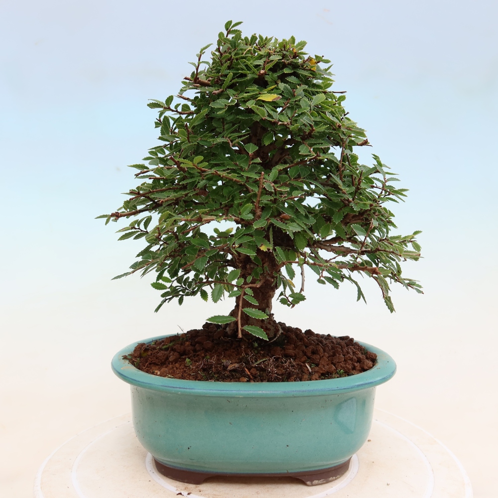 Bonsai für draußen - Zelkova - Zelkova NIRE