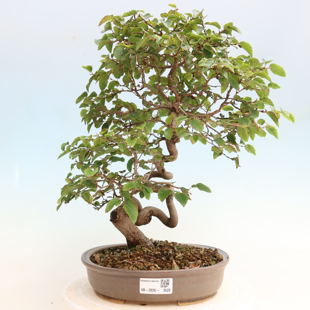 Bonsai für draußen -Carpinus CARPINOIDES - Koreanische Hainbuche