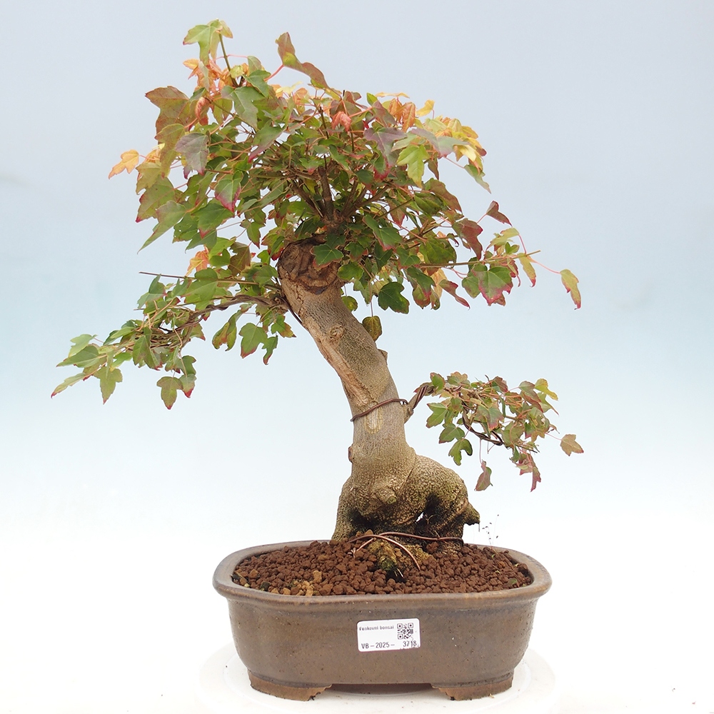 Bonsai für draußen - Acer Buergerianum - Bergahorn