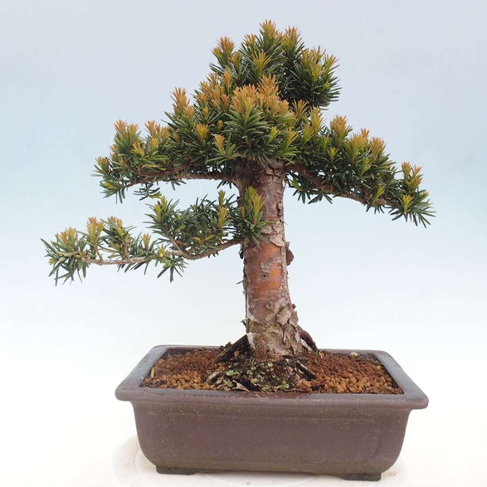 Bonsai für draußen - Taxus cuspidata - Japanische Eibe