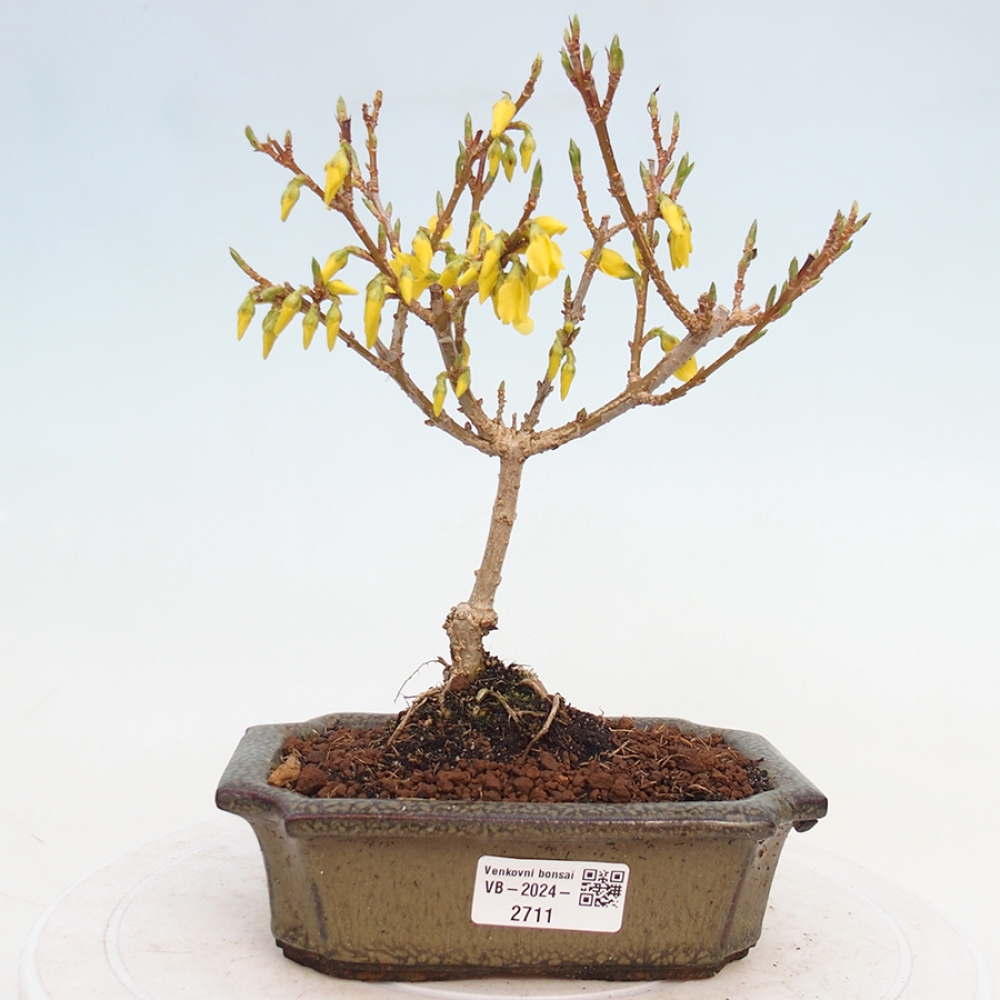 Bonsai für draußen - Zlatice - Forsythia intermedia