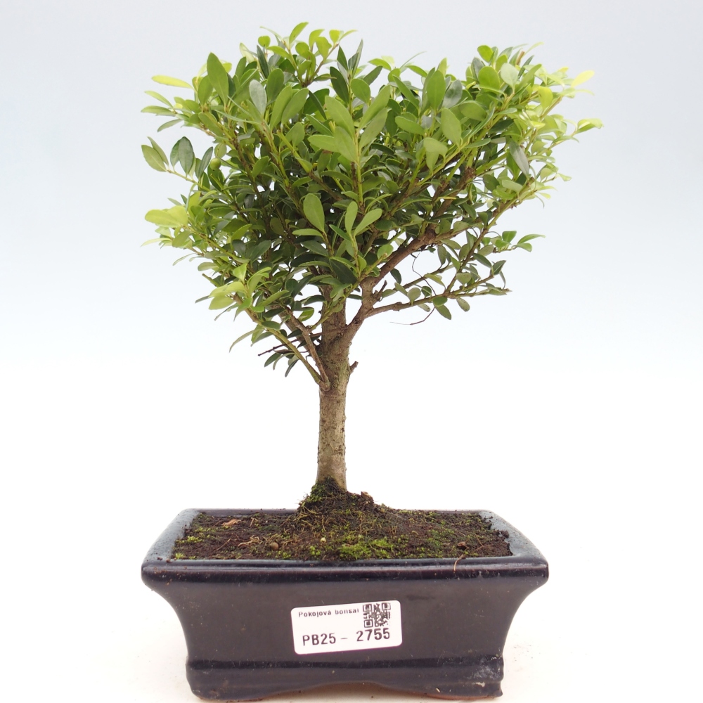 Zimmer Bonsai - Ilex crenata - Stechpalme
