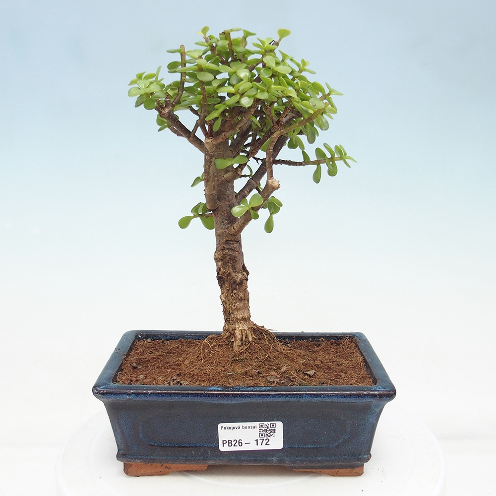 Zimmer Bonsai - Portulakaria Afra - Tlustice