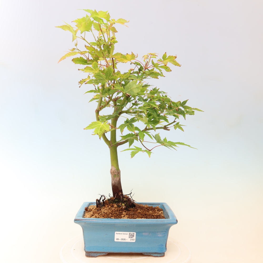 Acer palmatum Aureum - Goldahorn