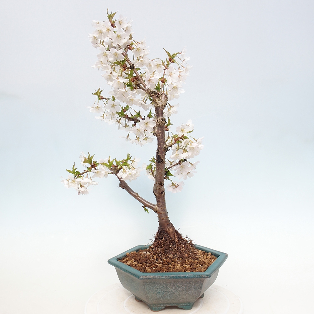 Bonsai für draußen - Prunus incisa Kojou-no mai-Plivon ausgeschnitten