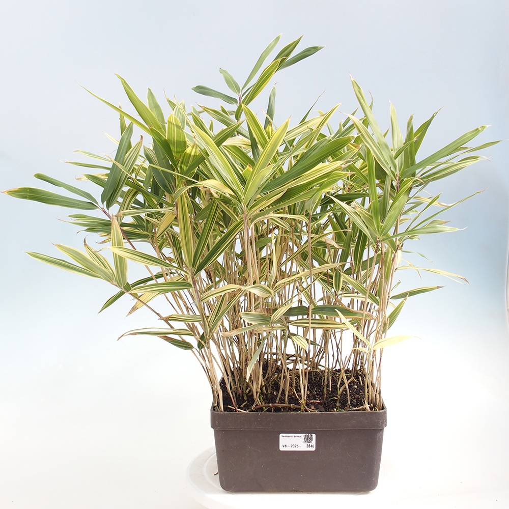 Bonsai für draußen - Sasaella masamuneana Albostriata - Bambus