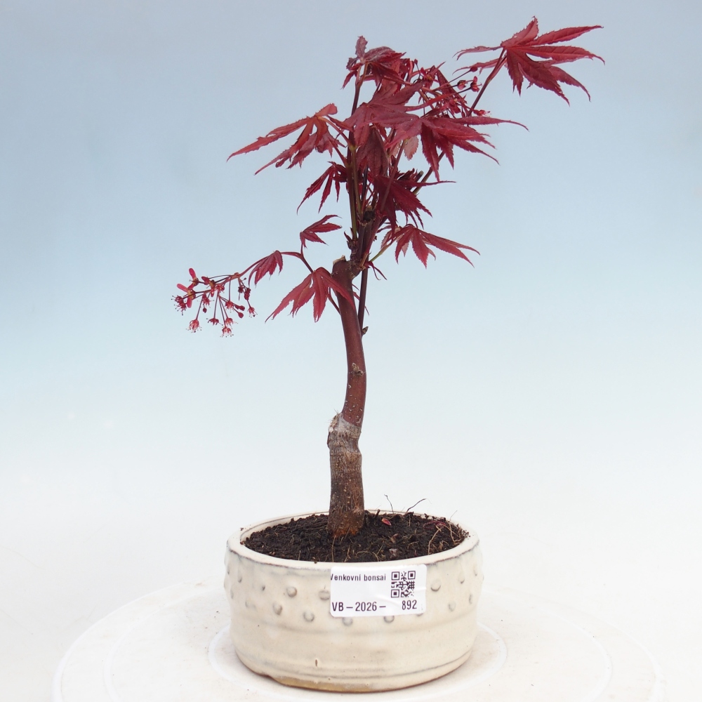 Bonsai für draußen - Acer-Palme. Atropurpureum-Javor palmate