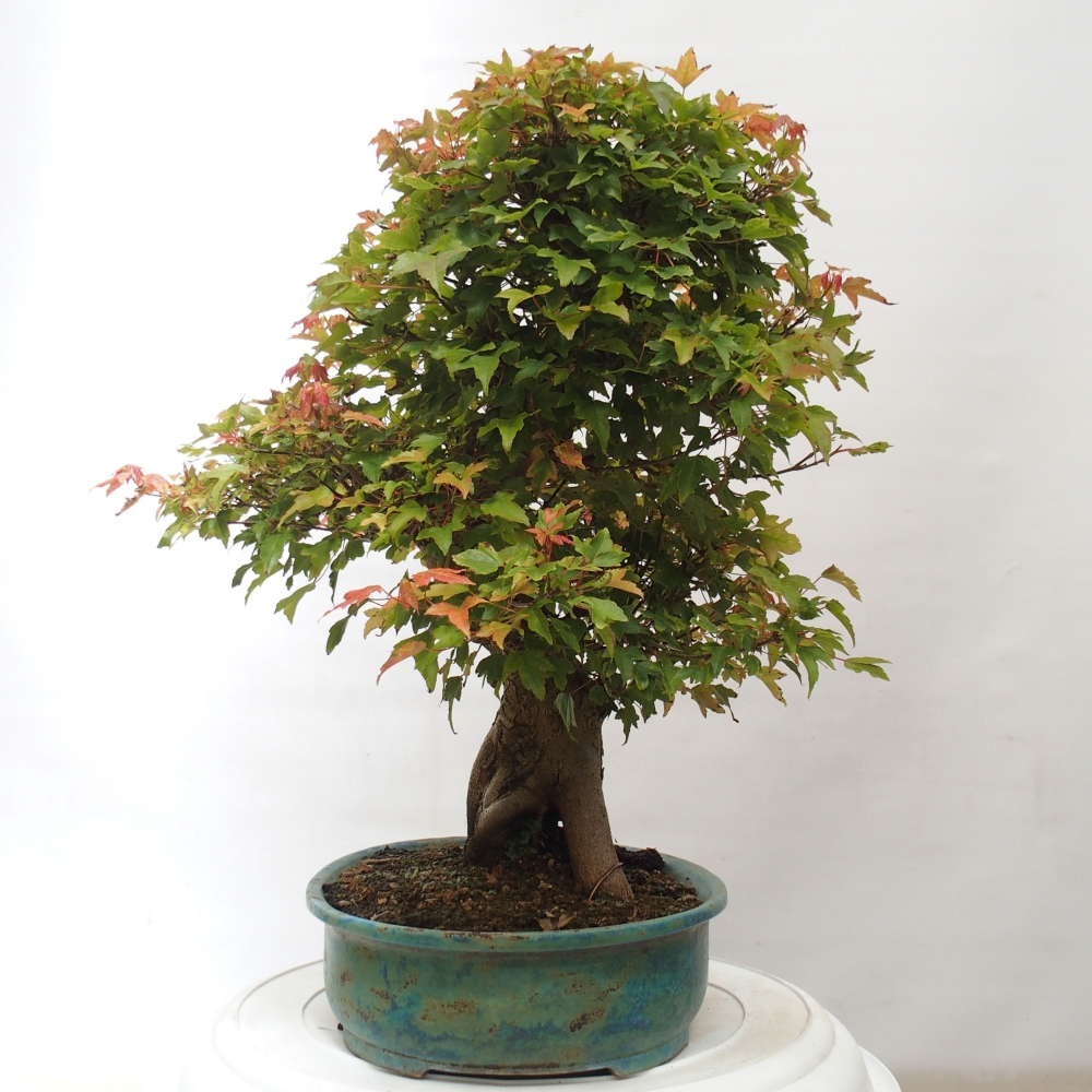 Bonsai für draußen - Acer Buergerianum - Bergahorn