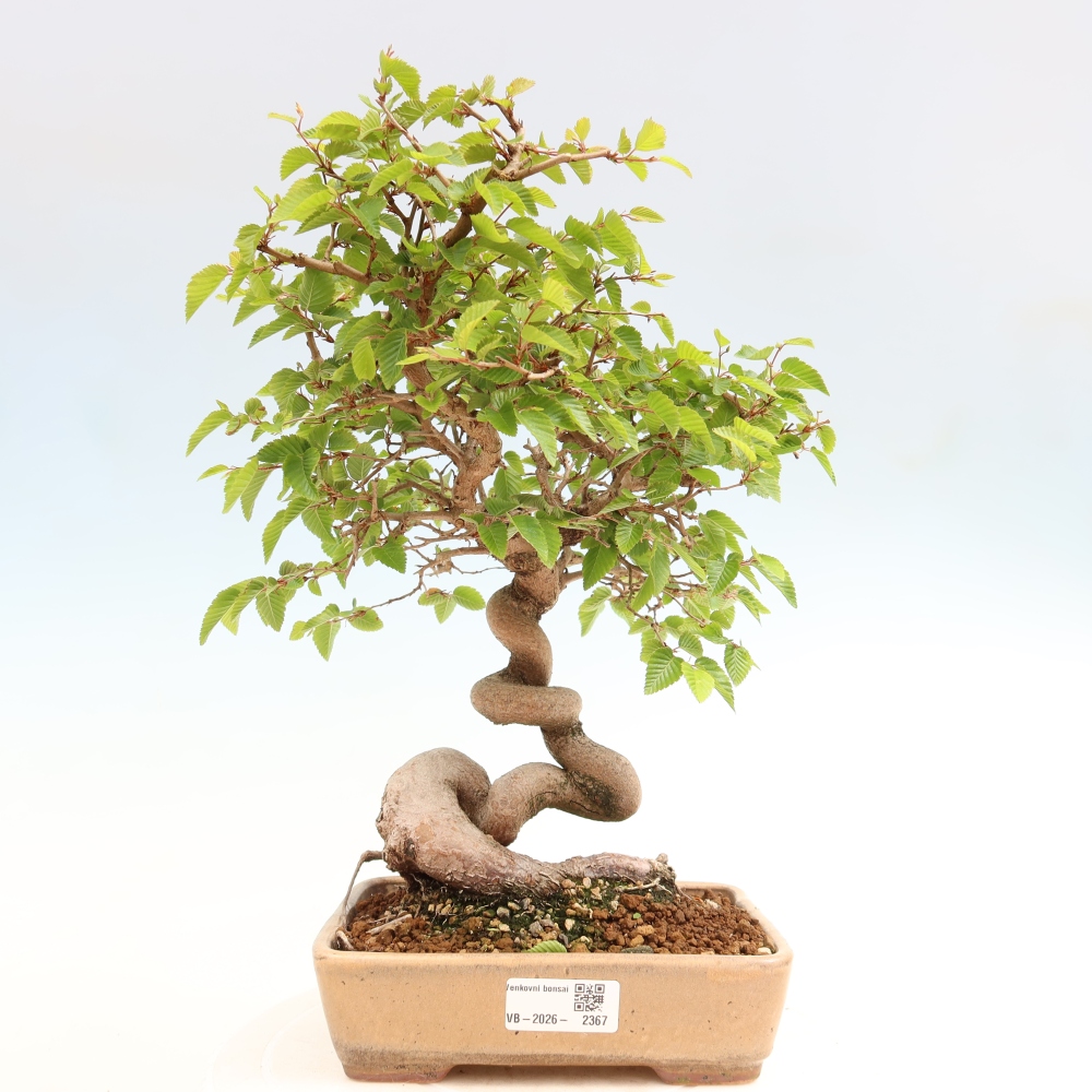 Bonsai für draußen - Karpinus Coreana - Koreanische Hainbuche