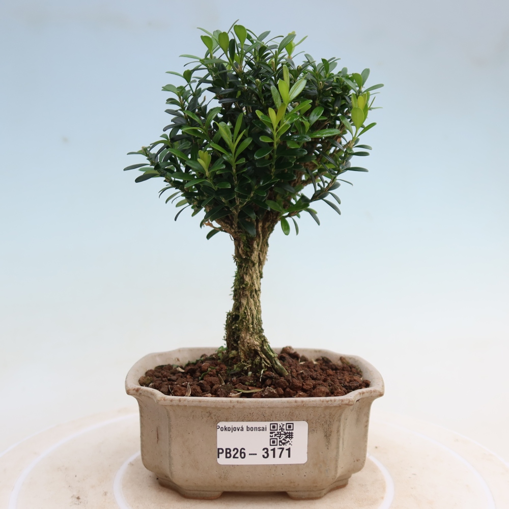 Zimmer Bonsai - Buxus harlandii - Korkbuxus