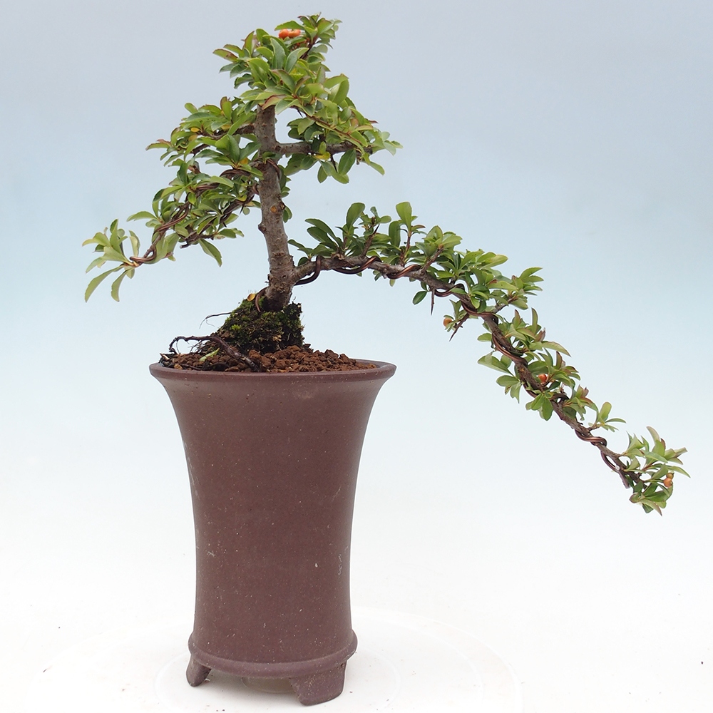 Freiland-Bonsai-Pyracantha Teton -Hlox