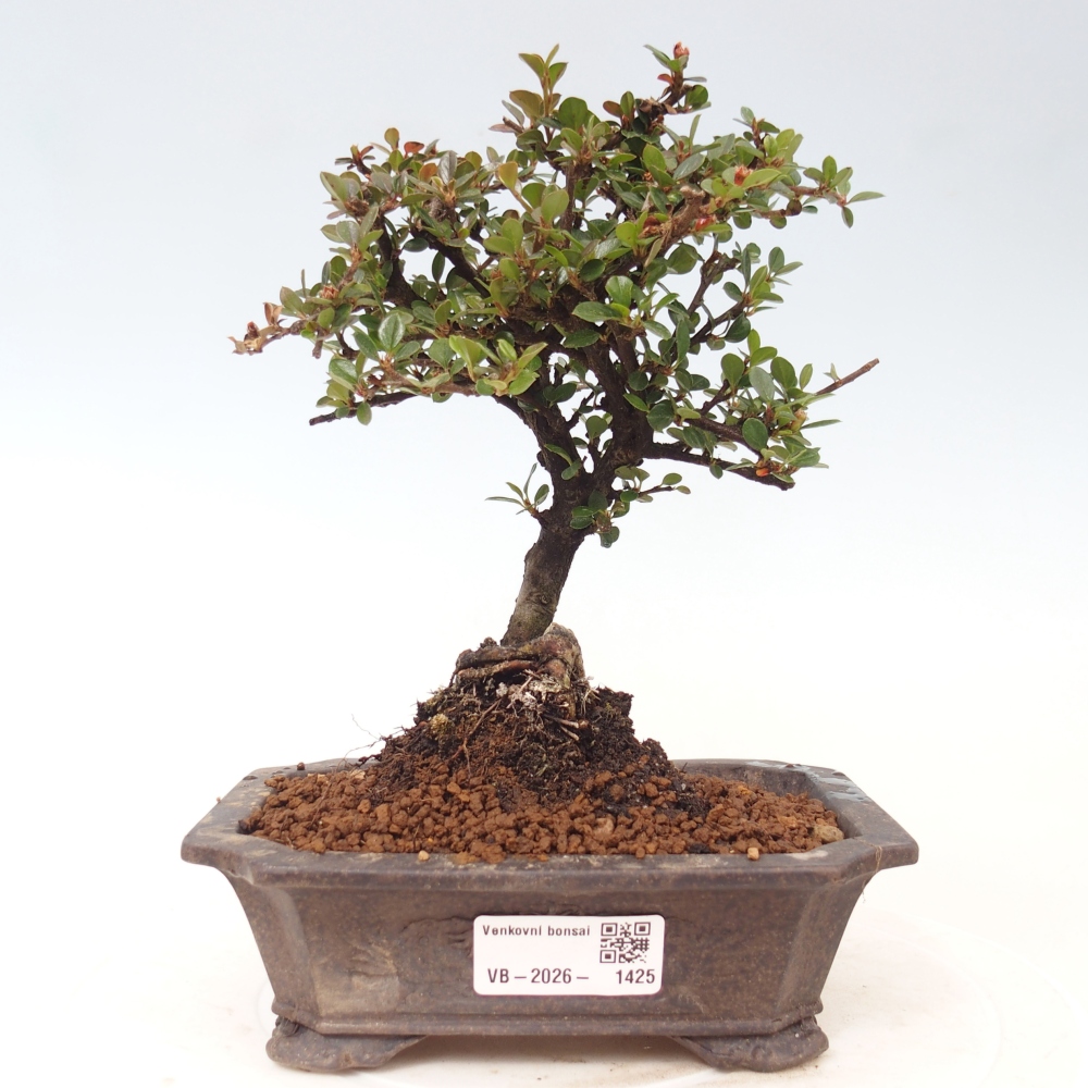 Bonsai für draußen - Cotoneaster horizontalis - Rocky Mountain