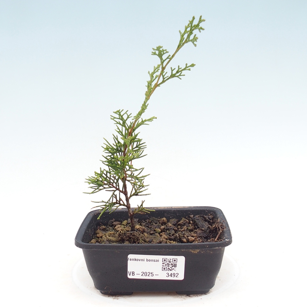 Bonsai für draußen - Juniperus chinensis Itoigawa