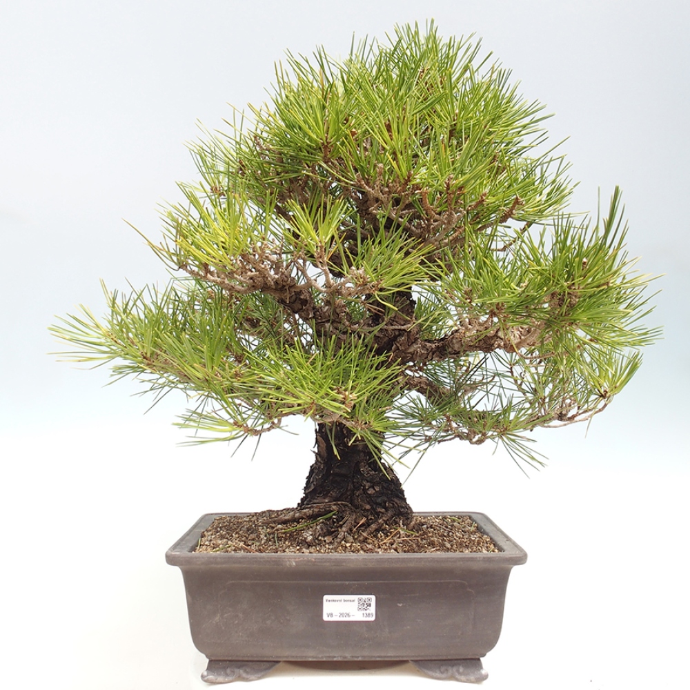 Bonsai für draußen - Pinus thunbergii - Thunberg-Kiefer