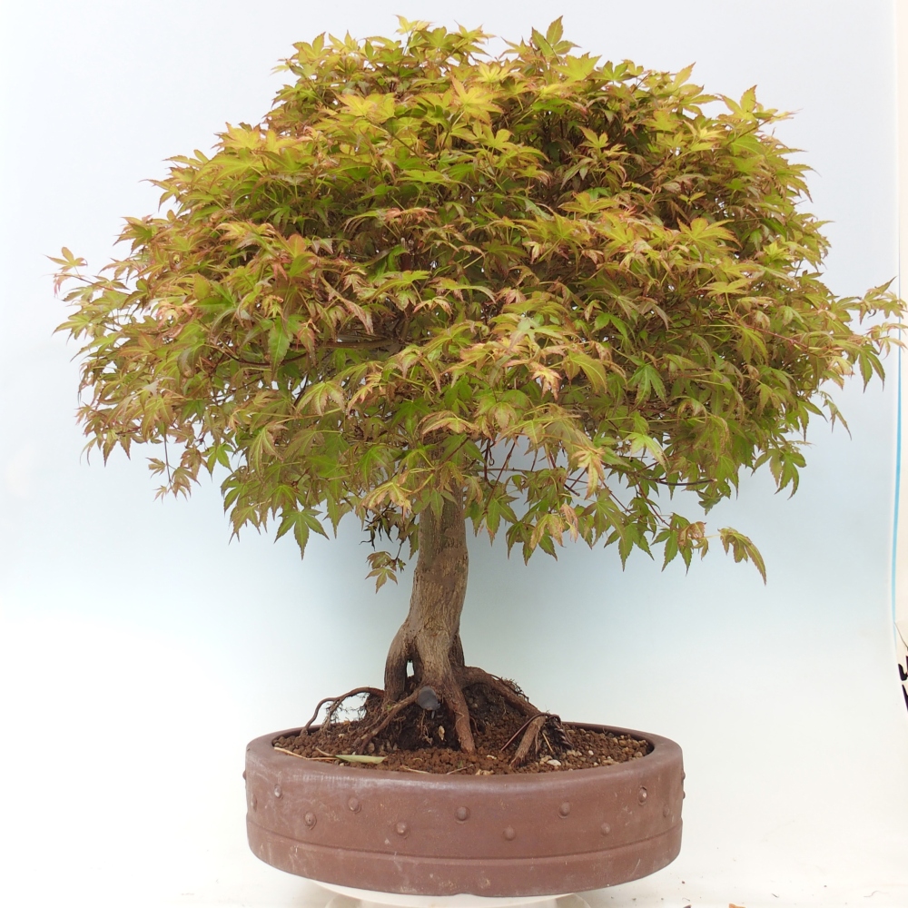 Spitzahorn - Acer palmatum Beni Tsukasa