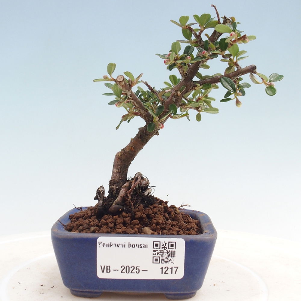 Bonsai für draußen - Cotoneaster horizontalis - Rocky Mountain