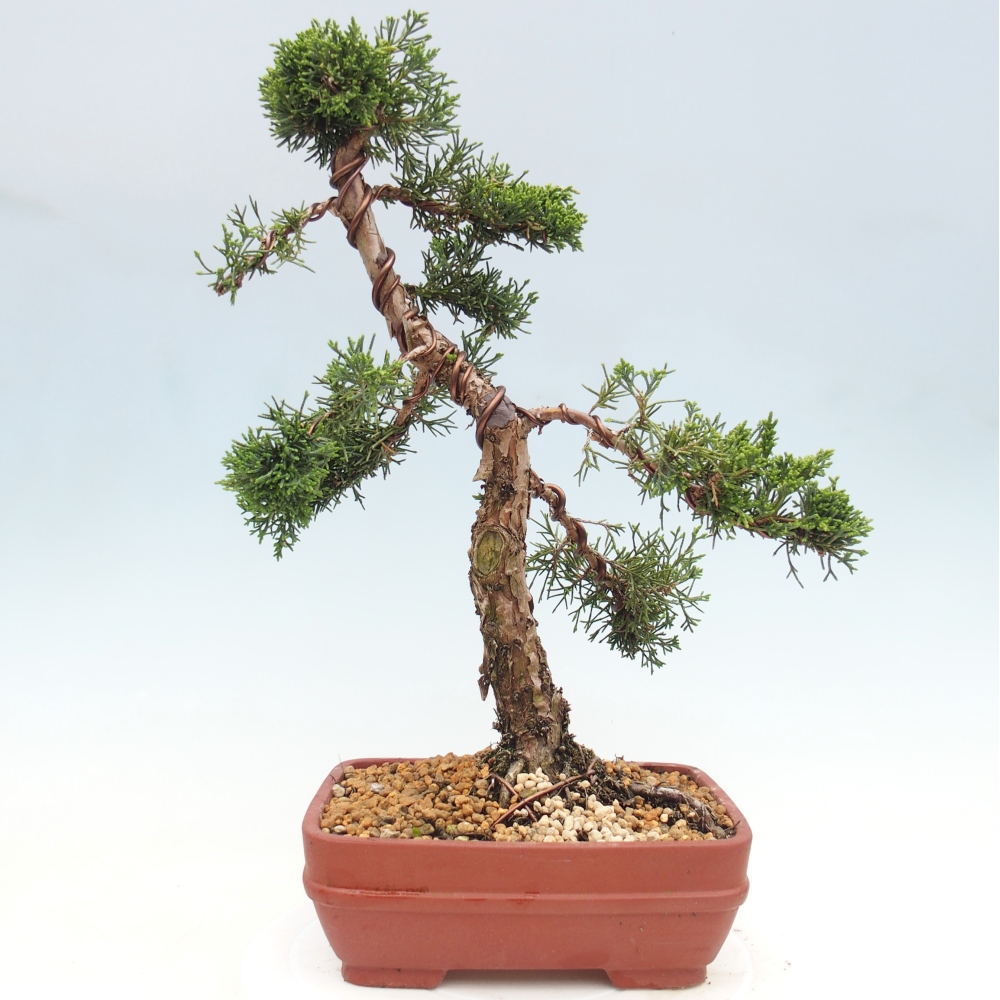 Bonsai für draußen - Juniperus chinensis Kishu