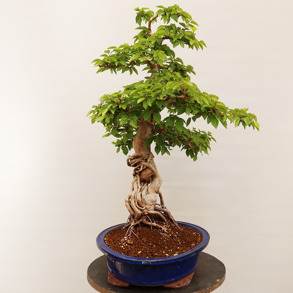 Bonsai für draußen - Karpinus Coreana - Koreanische Hainbuche