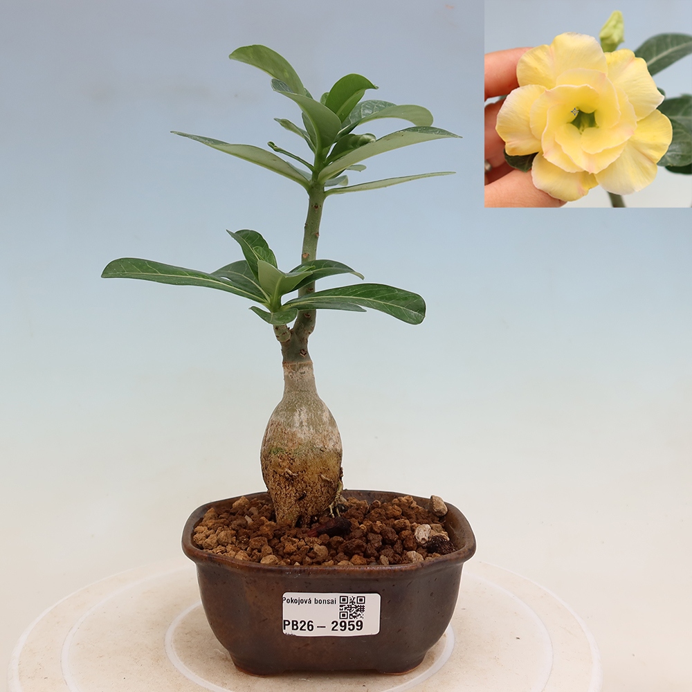 Zimmerbonsai – Adenium obesum, veredelt mit Alonza – Wüstenrose