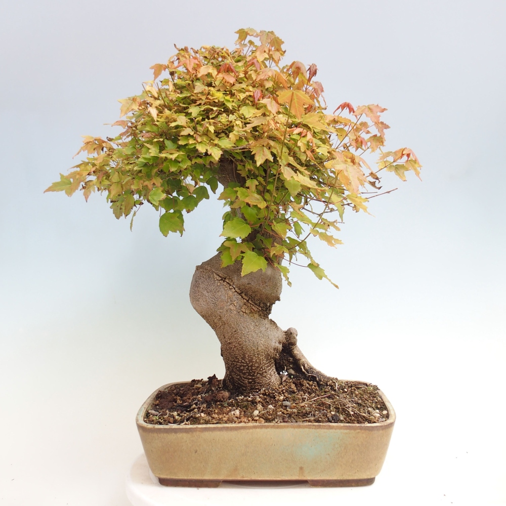 Bonsai für draußen - Acer Buergerianum - Bergahorn