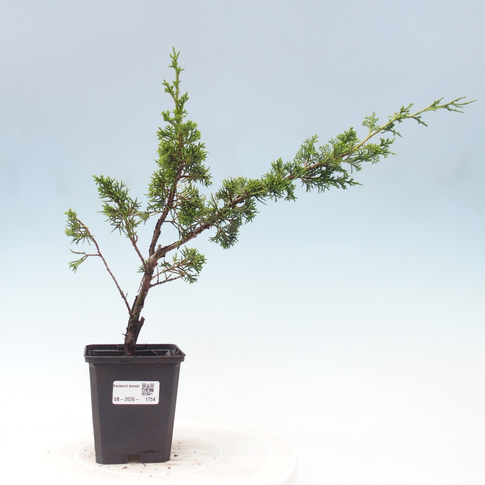 Bonsai für draußen - Juniperus chinensis Itoigawa