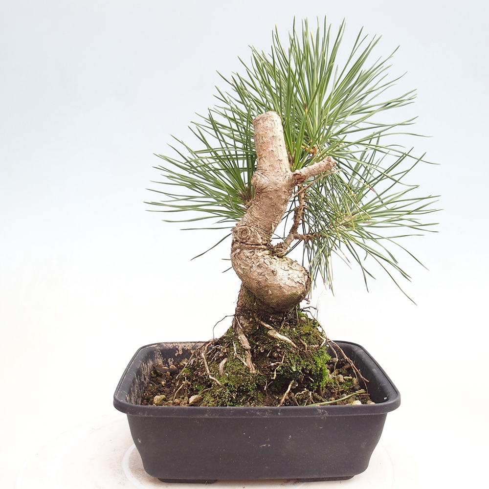 Bonsai für draußen - Pinus thunbergii - Thunberg-Kiefer