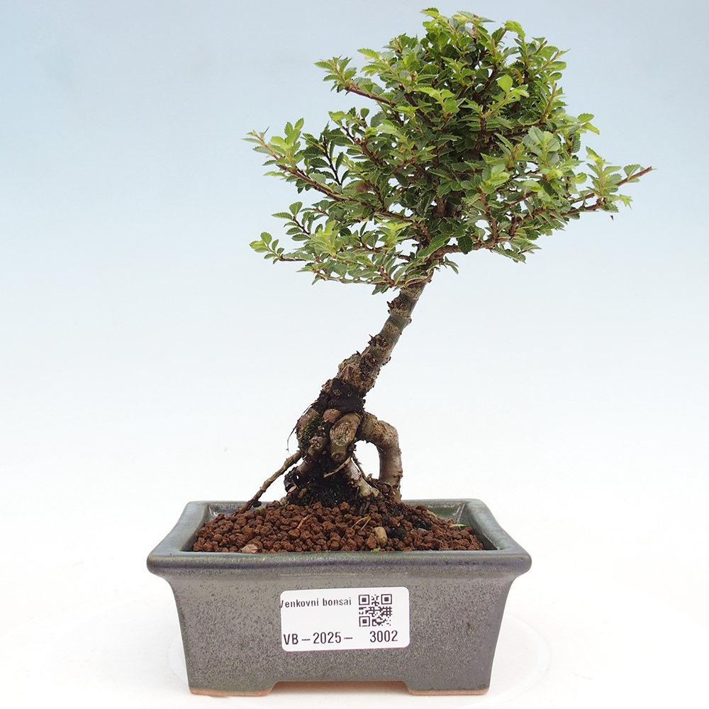 Bonsai für draußen - Ulmus parvifolia Sagei - Kleinblättrige Ulme