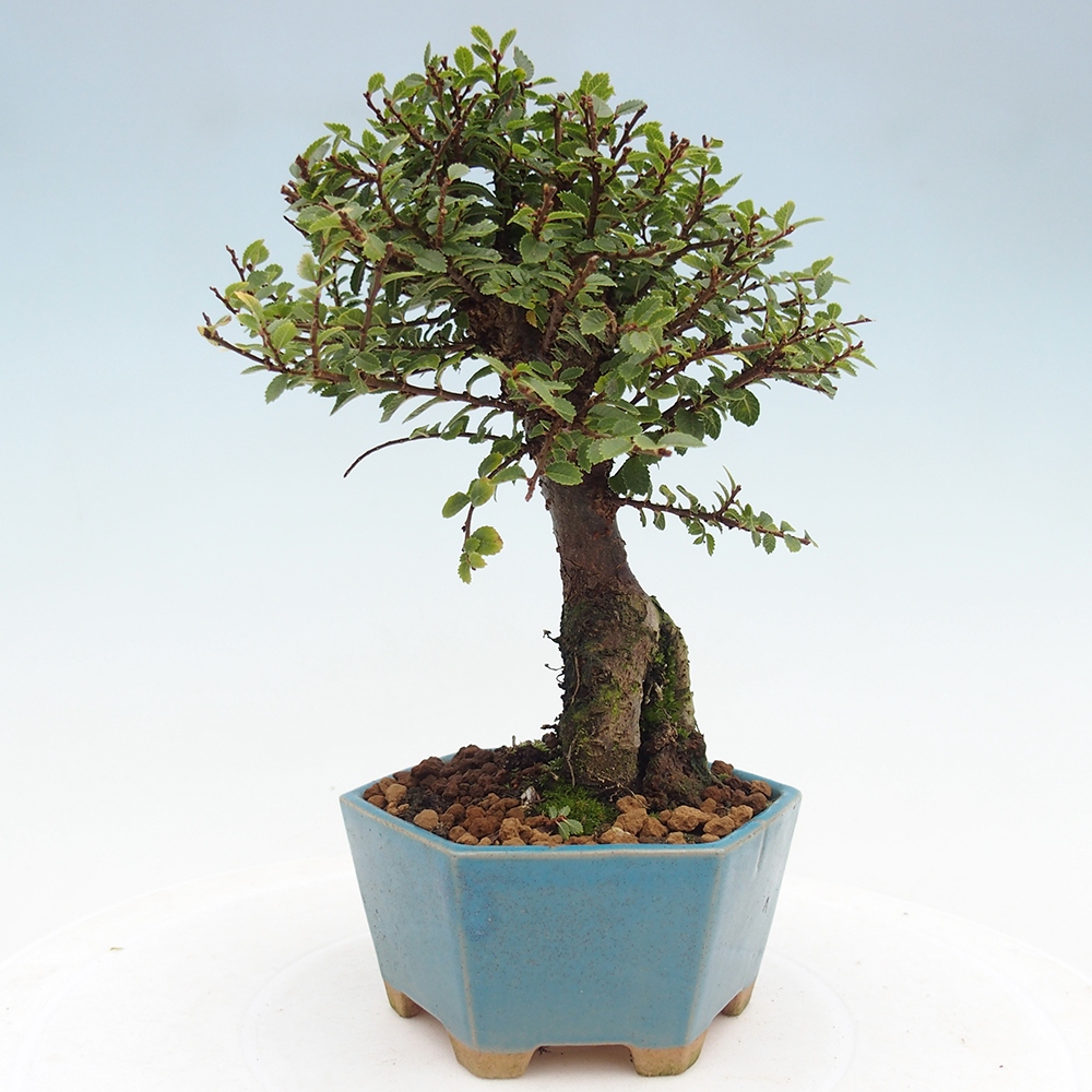 Bonsai für draußen - Ulmus parvifolia Hokkaido - Chinesische Ulme