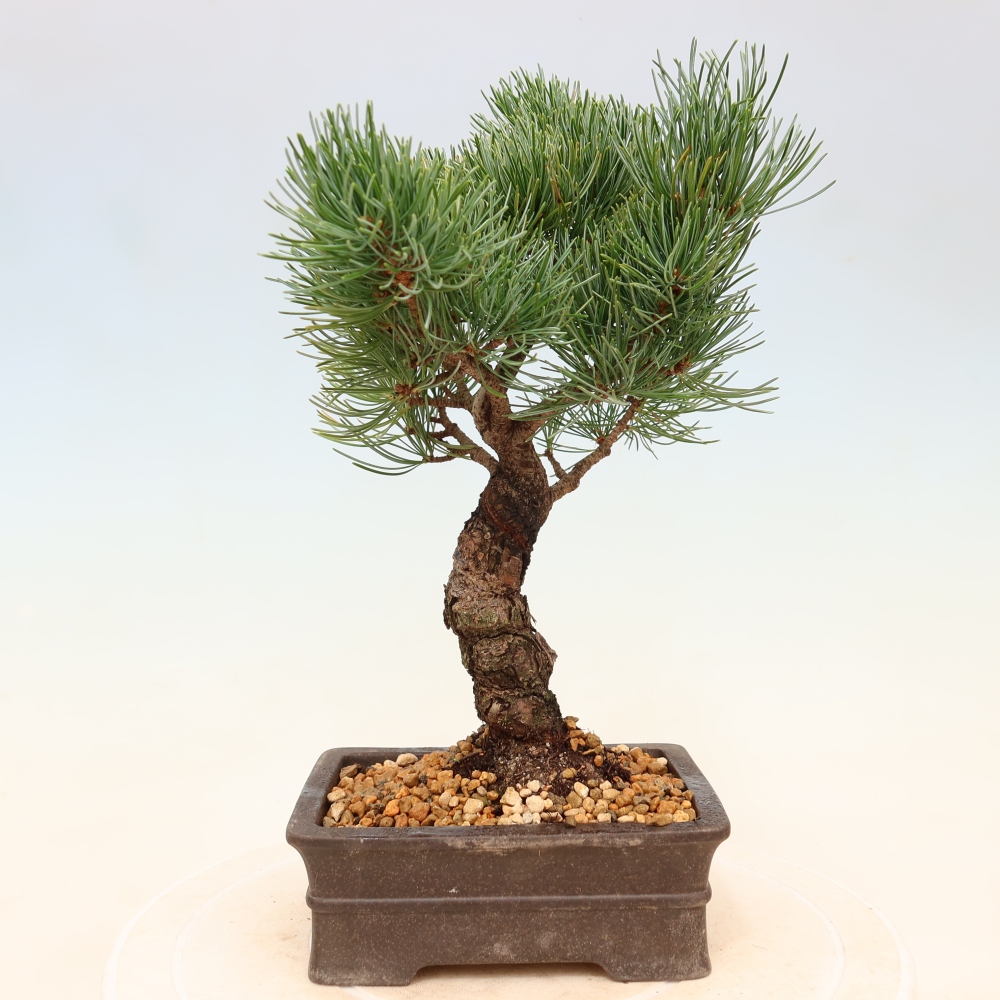 Bonsai für draußen - Pinus parviflora - Pinus parviflora