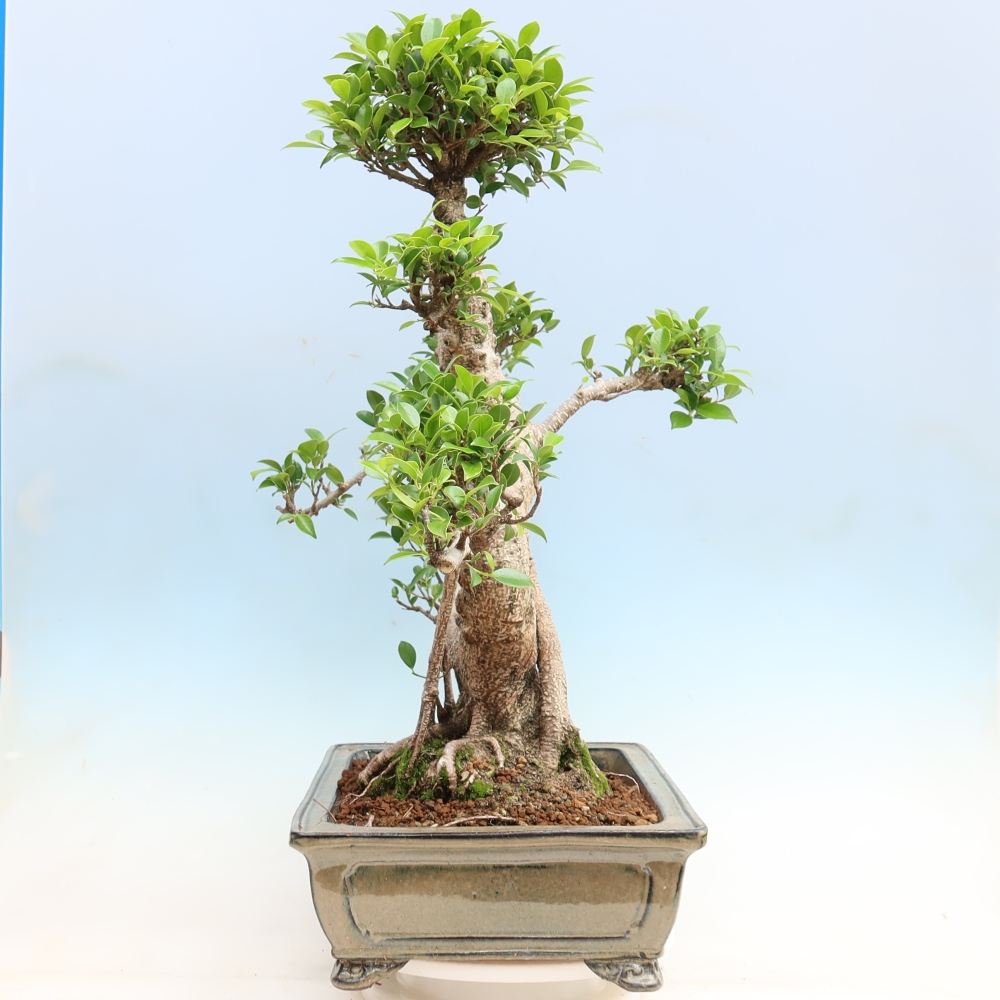 Zimmerbonsai - Ficus kimmen - Kleinblättriger Ficus