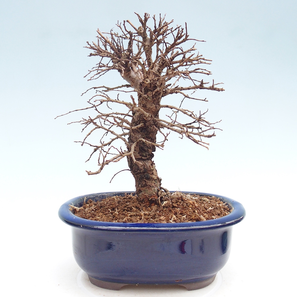 Bonsai für draußen - Zelkova - Zelkova NIRE