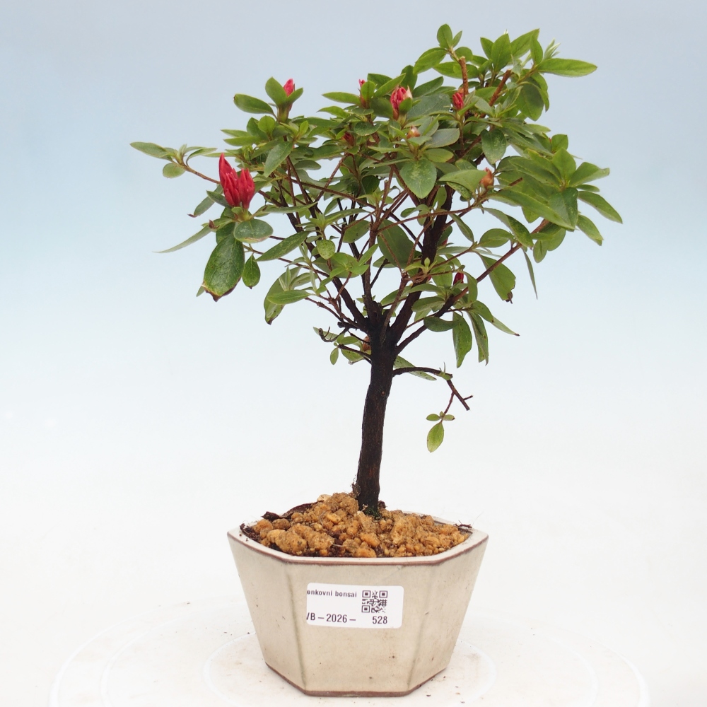 Bonsai für draußen - Japanische Azalee - Azalea sp.