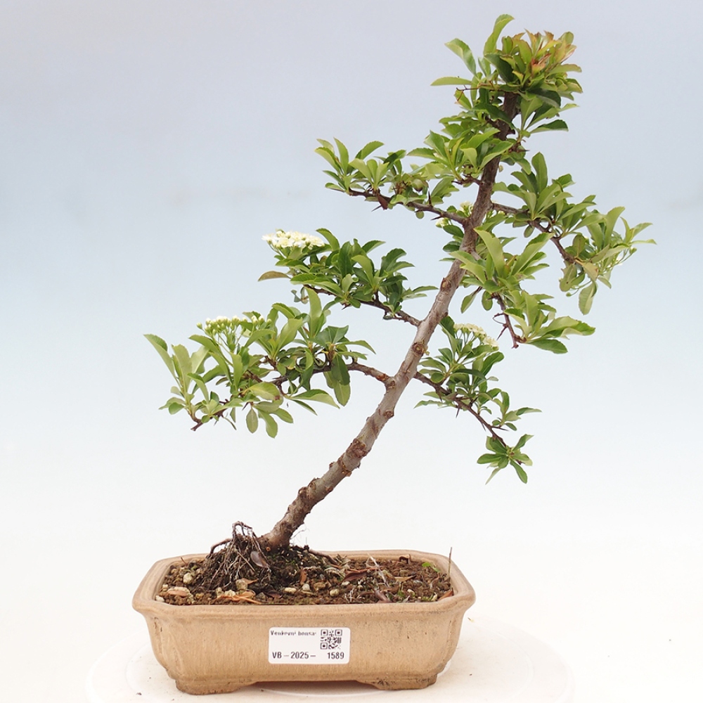 Freiland-Bonsai-Pyracantha Teton -Hlox